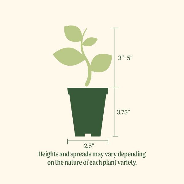 Crimson Sweet Watermelon Seedling - Image 3
