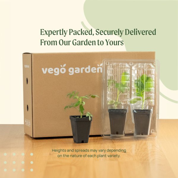 Black Beauty Eggplant Seedling - Image 4