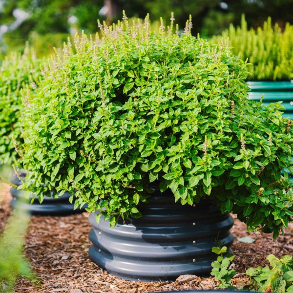 17" Tall Herb Garden Bed 24" Wide - Twin Pack - Image 2