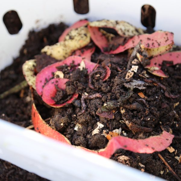 In-Bed Worm Composter - Image 10