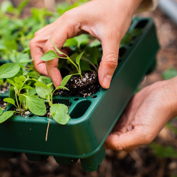 10" x 20" Stackable Seedling Tray - Image 15