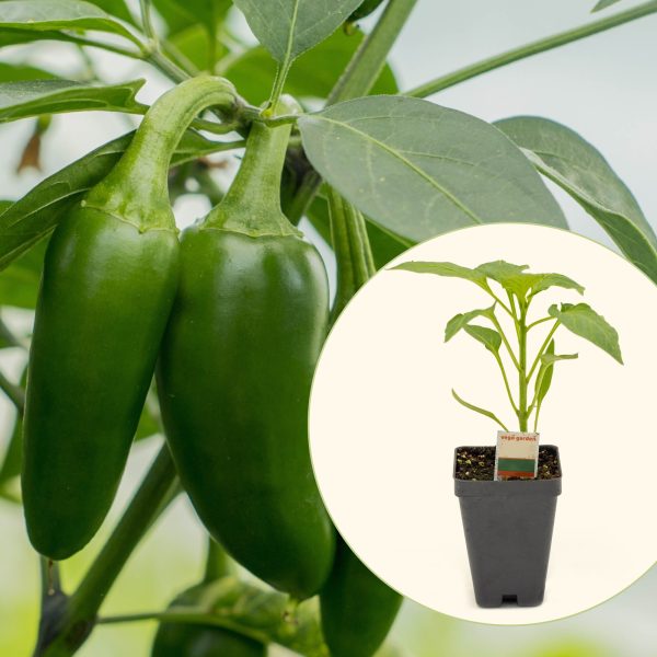 Jalape?o TAM Pepper Seedling