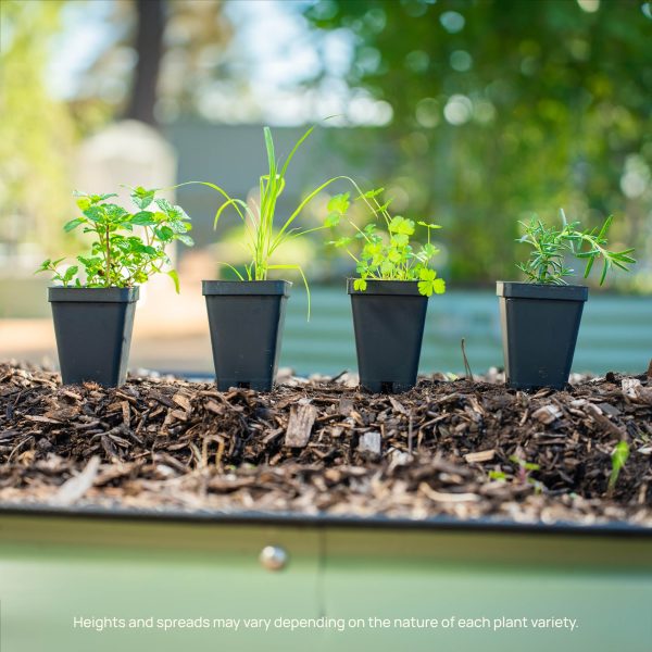 East Indian Lemongrass Seedling - Image 6