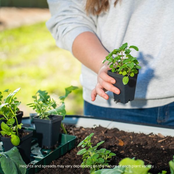 Yellow Crookneck Squash Seedling - Image 8