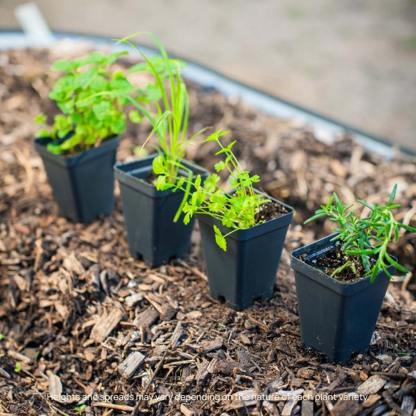 French Thyme Seedling - Image 10