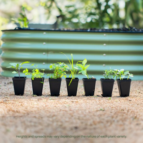 Ambrosia Cantaloupe Seedling - Image 6