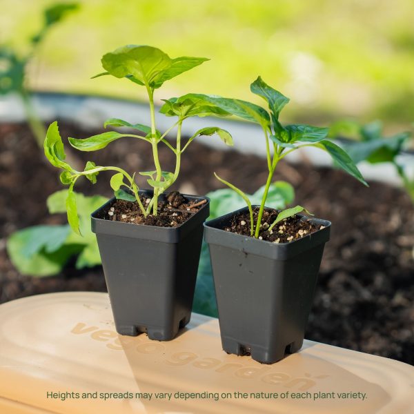 Sweet Banana Pepper Seedling - Image 7