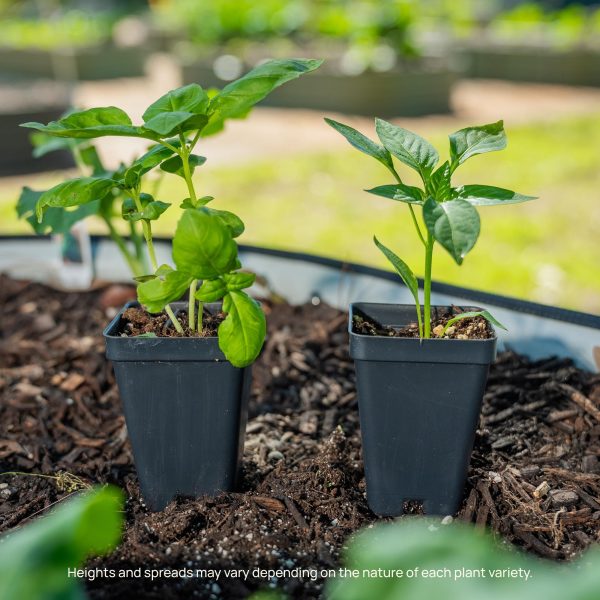 Kitchen Minis? Sweet Fresh Bites Orange Pepper Seedling - Image 8