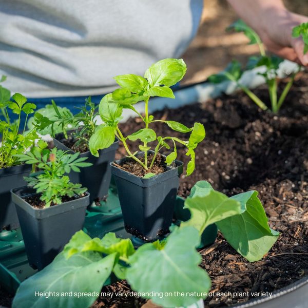 Italian Large Leaf Basil Seedling - Image 7