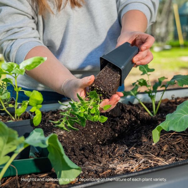 Yellow Crookneck Squash Seedling - Image 9