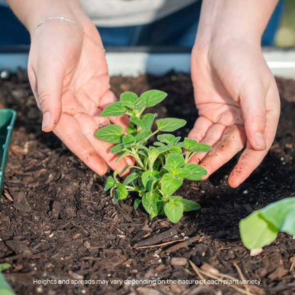 Greek Oregano Seedling - Image 9
