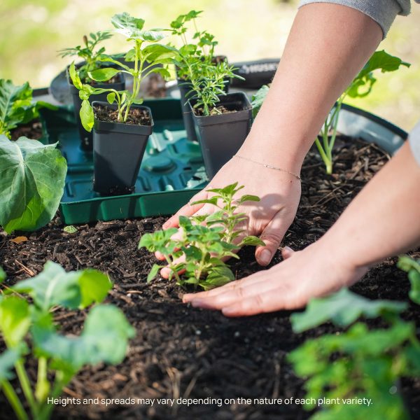 Jewel Mix Nasturtium Seedling - Image 9