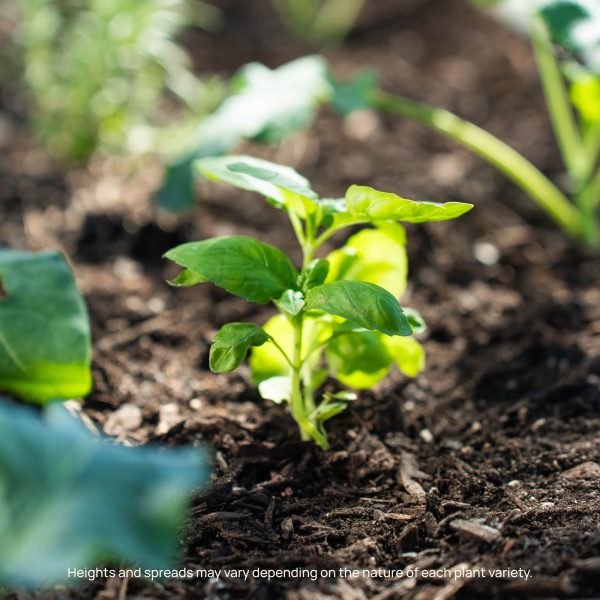 Italian Large Leaf Basil Seedling - Image 6