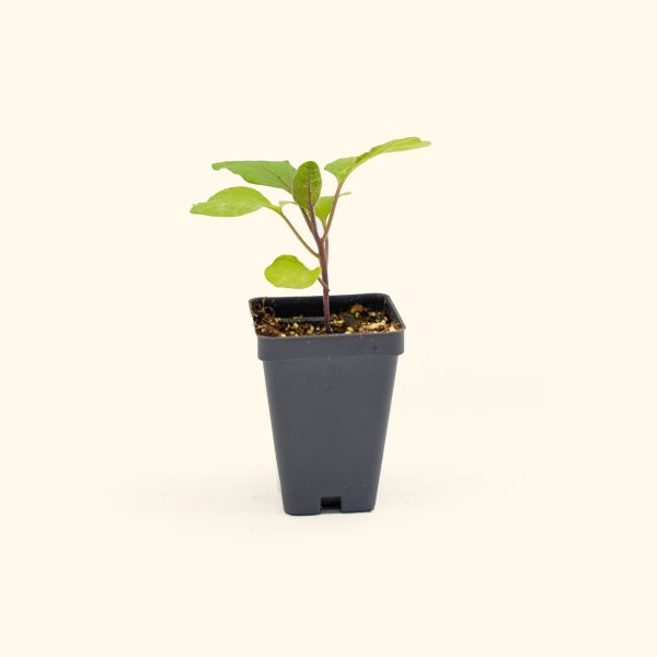 Asian Delite Eggplant Seedling - Image 2