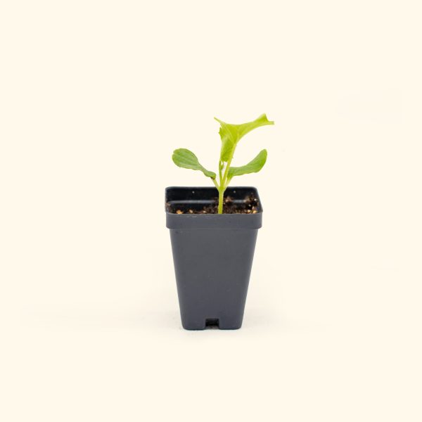 Ambrosia Cantaloupe Seedling - Image 2