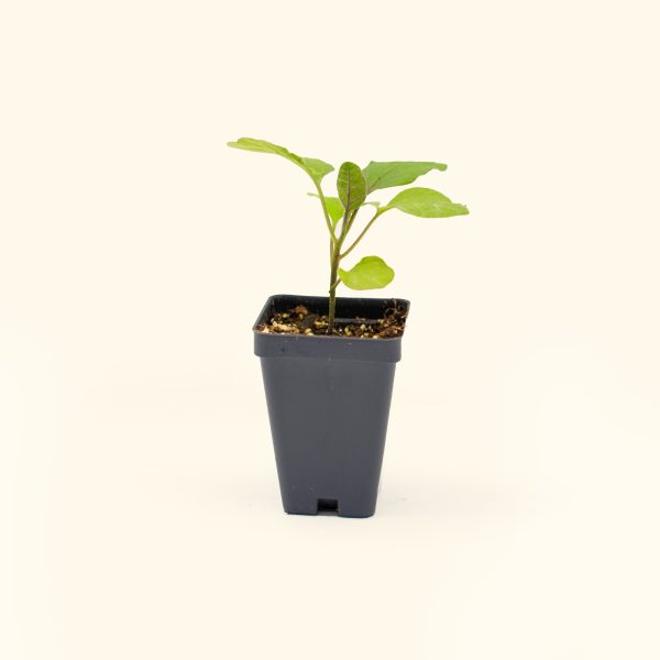 Black Beauty Eggplant Seedling - Image 2