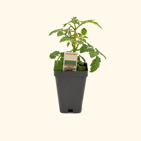 Kitchen Minis? Red Velvet Tomato Seedling - Image 2