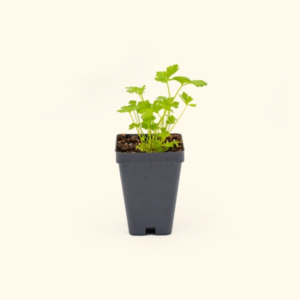 Italian Flat Leaf Parsley Seedling - Image 2