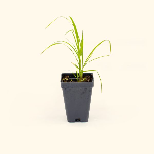 East Indian Lemongrass Seedling - Image 2