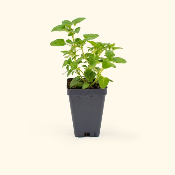 Greek Oregano Seedling - Image 2