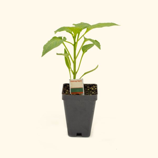 Super Chili Pepper Seedling - Image 2