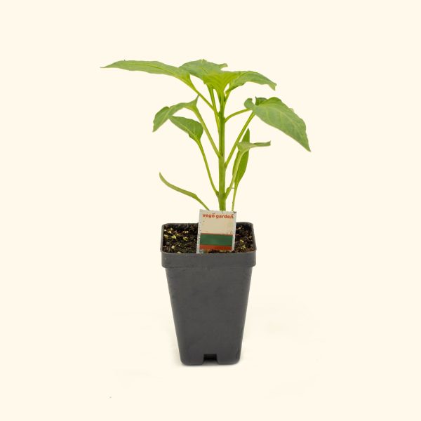 Jalape?o TAM Pepper Seedling - Image 2