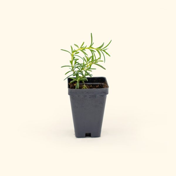 Arp Rosemary Seedling - Image 2