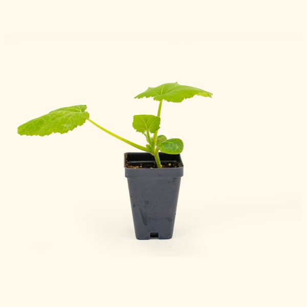 Yellow Crookneck Squash Seedling - Image 3