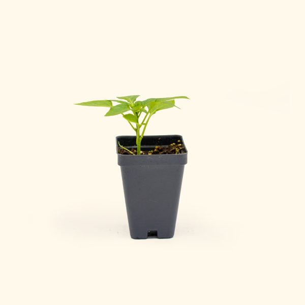 Kitchen Minis? Hot Tamale Pepper Seedling - Image 2