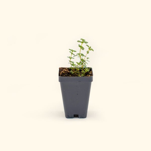 French Thyme Seedling - Image 2