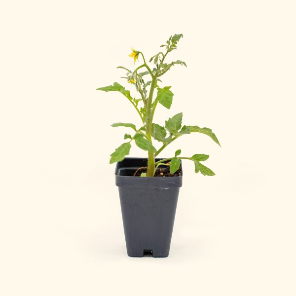 Sweet 100 Tomato Seedling - Image 2