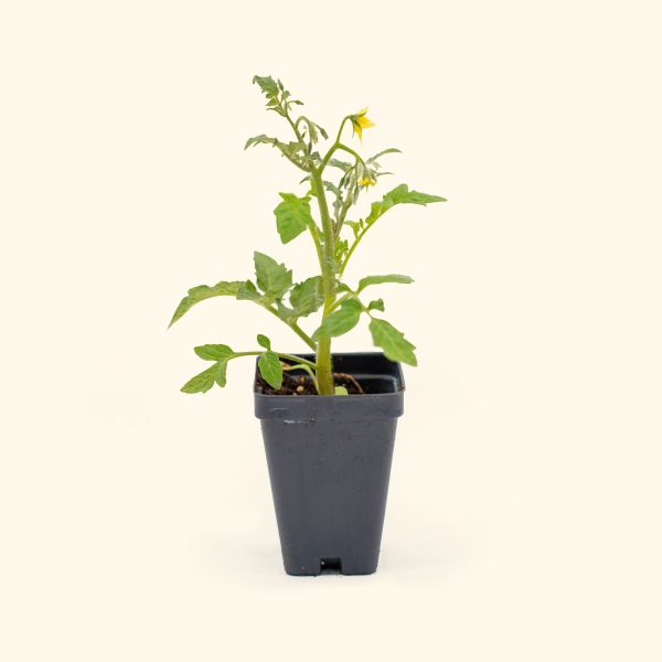 Mountain Magic Tomato Seedling - Image 2