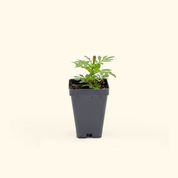 Happy? Yellow French Marigold Seedling - Image 2