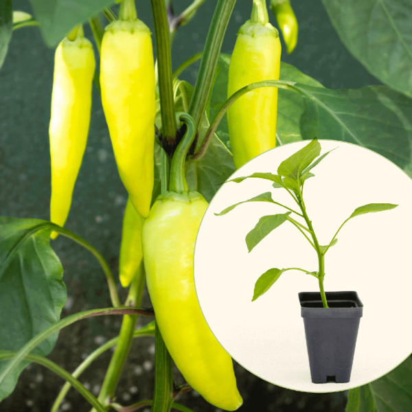 Sweet Banana Pepper Seedling
