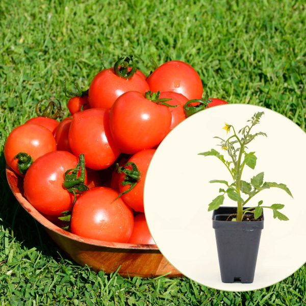 Mountain Magic Tomato Seedling
