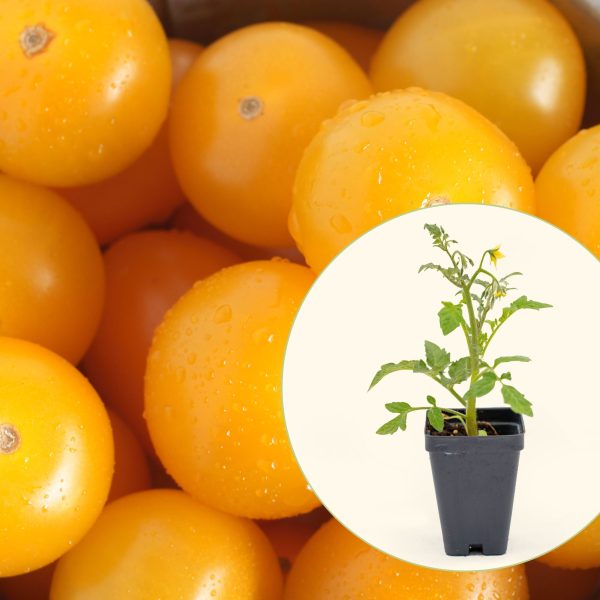 Sungold Tomato Seedling