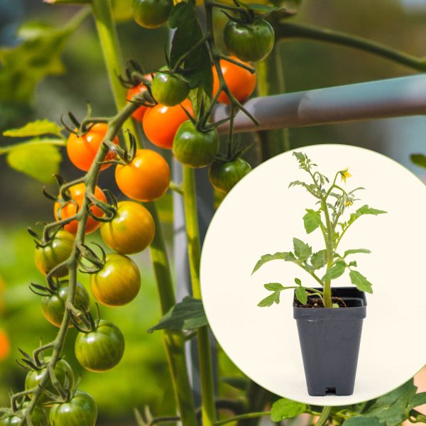 Sweet 100 Tomato Seedling