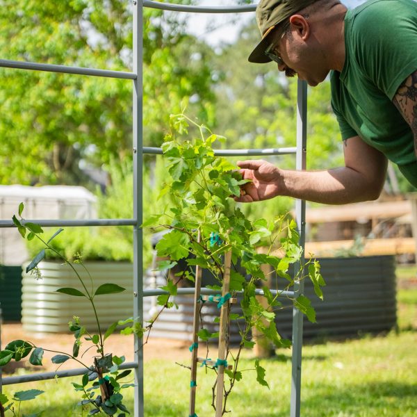 Wall Trellis System - Image 15