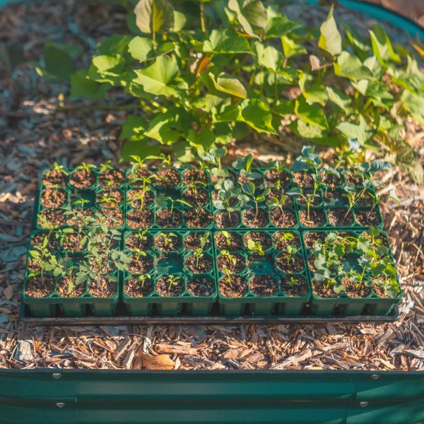 Standard Seedling Trays - Image 4
