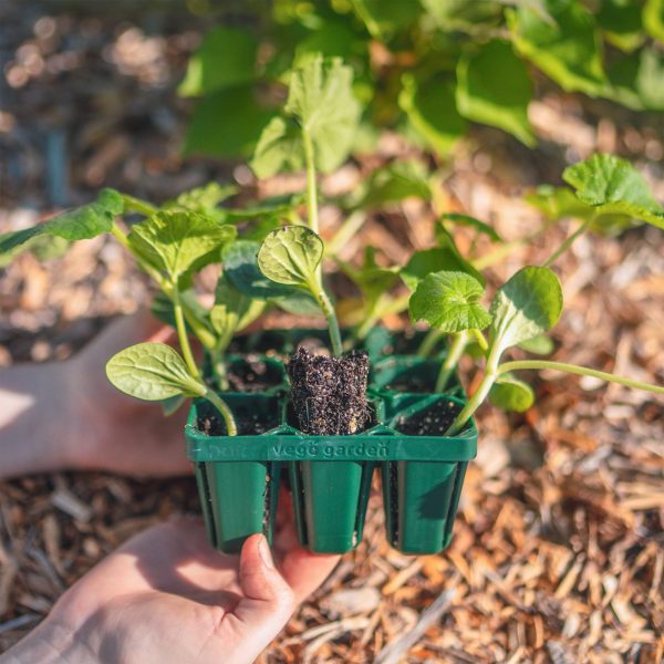 Standard Seedling Trays - Image 5