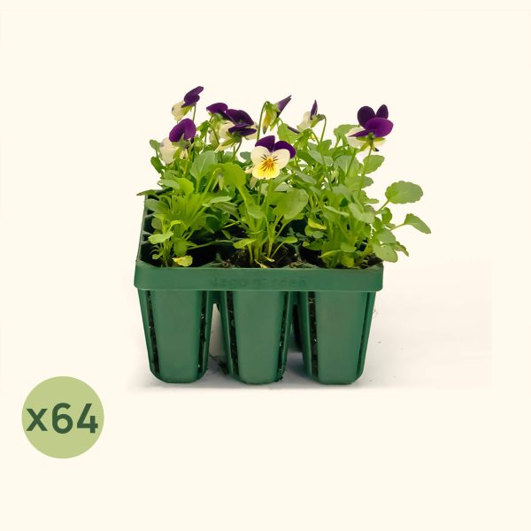 Standard Seedling Trays - Image 9