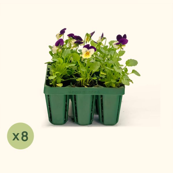 Standard Seedling Trays - Image 10