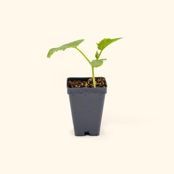 Patio Snacker Cucumber Seedling - Image 2
