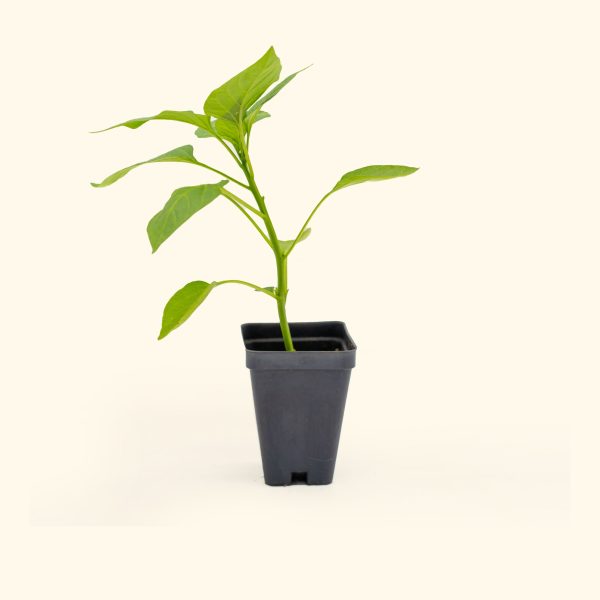 Sweet Banana Pepper Seedling - Image 2