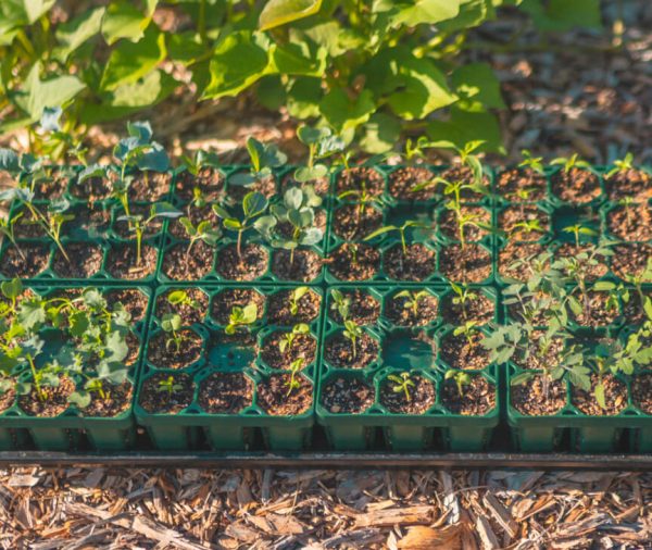 Seed Starting Bundle - 10 in. x 10 in. - Image 5
