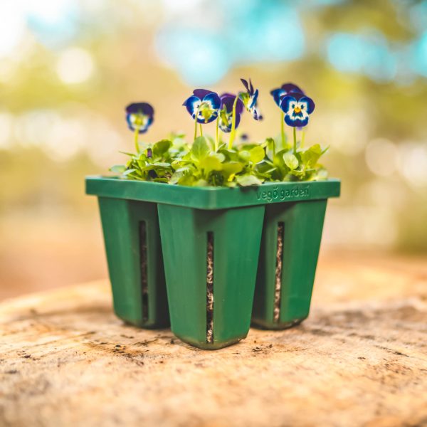 Jumbo Seedling Trays - Image 8