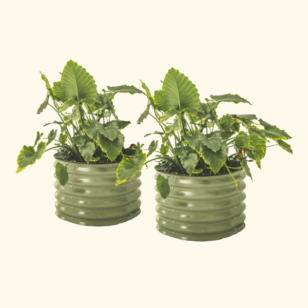17" Tall Herb Garden Bed 24" Wide - Twin Pack - Image 5