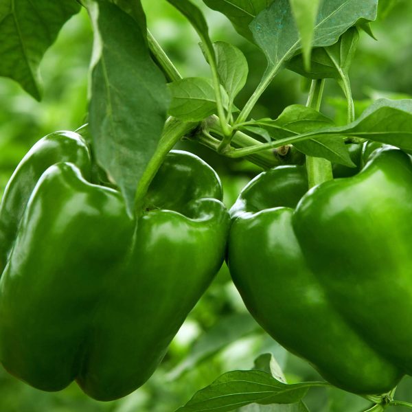 Big Bertha Bell Pepper Seedling - Image 5
