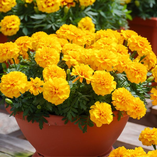 Happy? Yellow French Marigold Seedling - Image 5