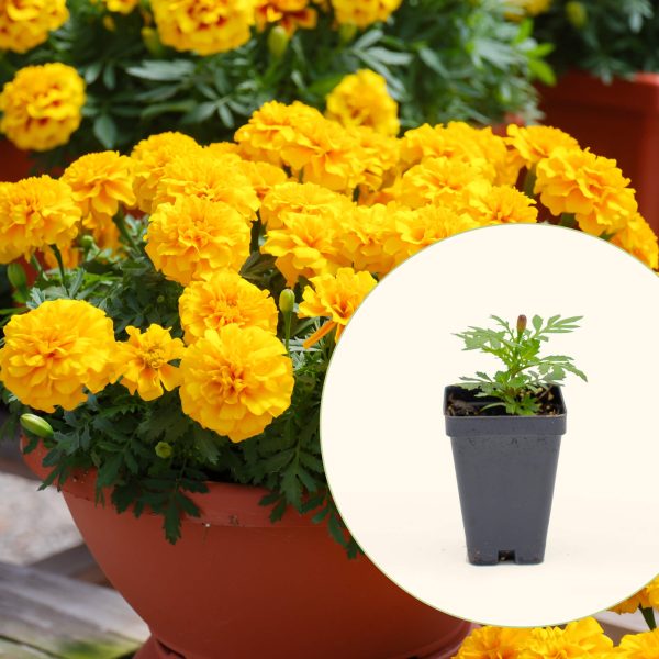 Happy? Yellow French Marigold Seedling